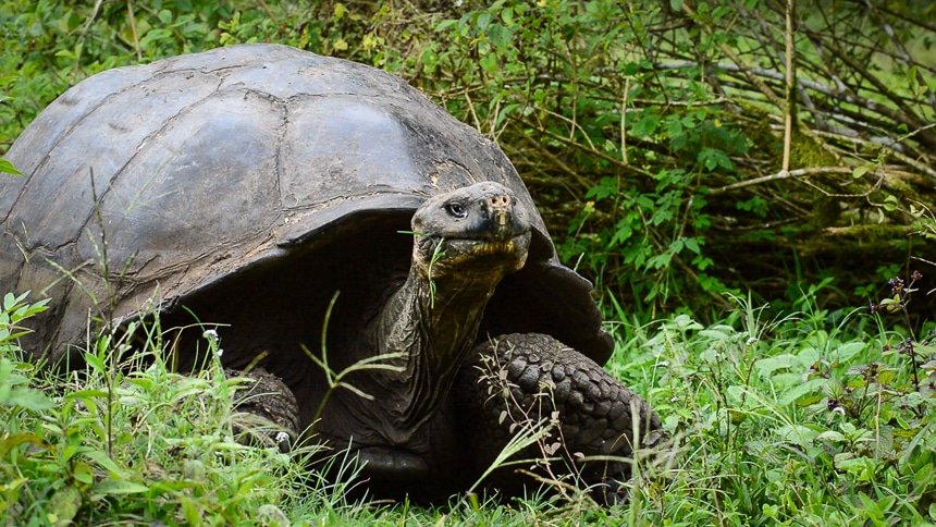 The Galapagos giant tortoise the most famous of Galapagos Islands animals wears a massive shell and feeds on green grass in the lush island highlands.