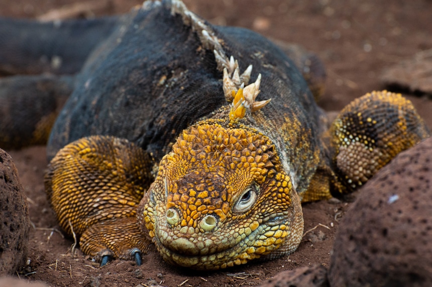 Galapagos land iguana, a yellow dragon like creature with a long tail, clawed feet and spiny crest lays on red orange lava rock.