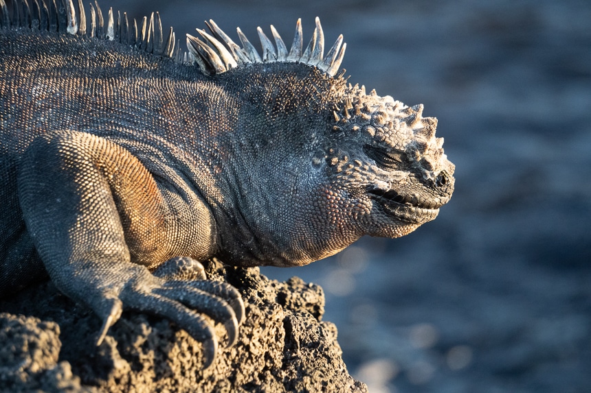 A portrait of a marine iguana on a black lava rock basking in the sun. A black and grey lizard with clawed feet and spiny crest.