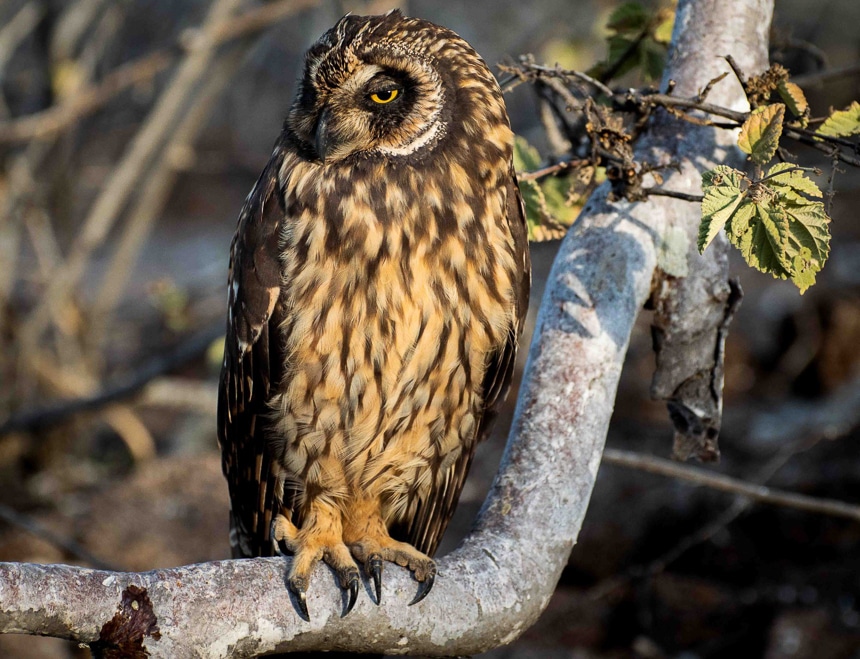 The owl, an elusive Galapagos Islands animal grasps a tree limb. Large yellow eyes and short tufted ears and effective camouflage of dark and light brown feathers.