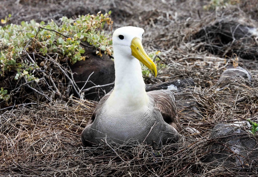 A white and grey Galapagos albatross with a long yellow beak sits in a nest of brown sticks. These Galapagos Islands animals breed exclusively on Española.