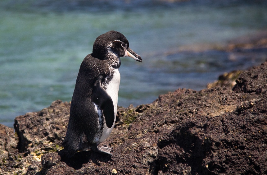 A small black and white Galapagos Penguin stand in front of the blue sea on top of black lava rock. These Galapagos animals are the rarest and most endangered penguin in the world.