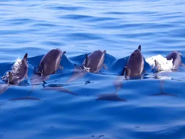 Pod of dolphins swimming in bright blue water seen from a small ship cruise in Alaska. 