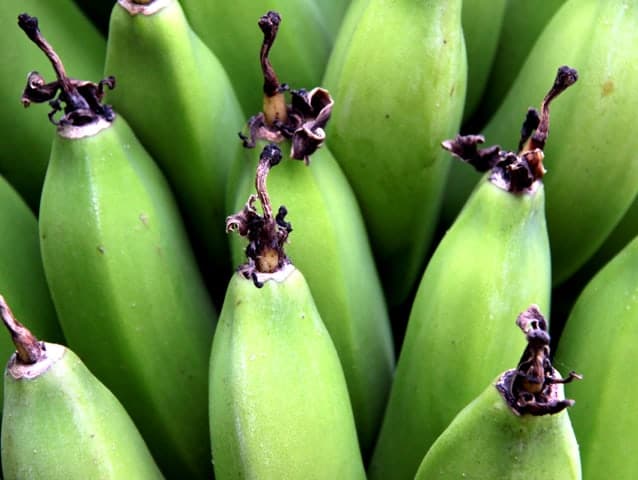 Up close shot of a bunch of Bananas still on a tree in Hawaii. 