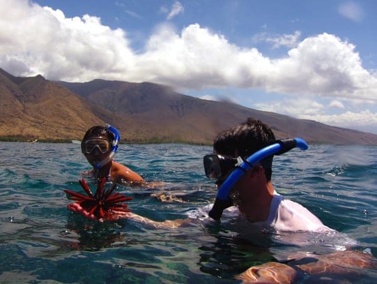 Guests snorkeling from their small ship cruise in Hawaii and looking at urchins. 