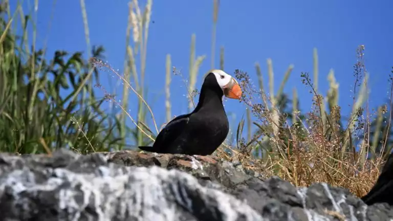 Here is a cute puffin looking out over the cliffs on this cruise to the Kenai Fjords aboard the Sea Star one of many beauties