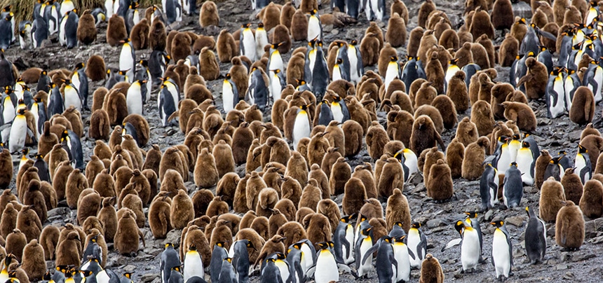 Close up of dozens of South Georgia king penguins with their fuzzy brown chicks