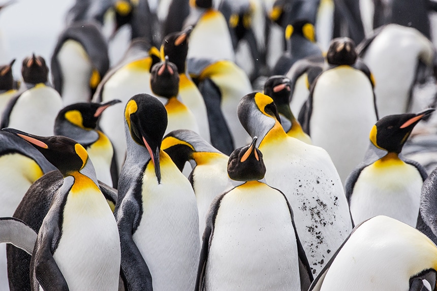 close-up view of king penguins seen on South Georgia Island, one with a dirty belly