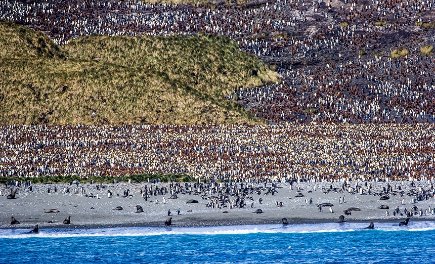 Distance view of the South Georgia penguin creche showing thousands of king penguins from a distance.