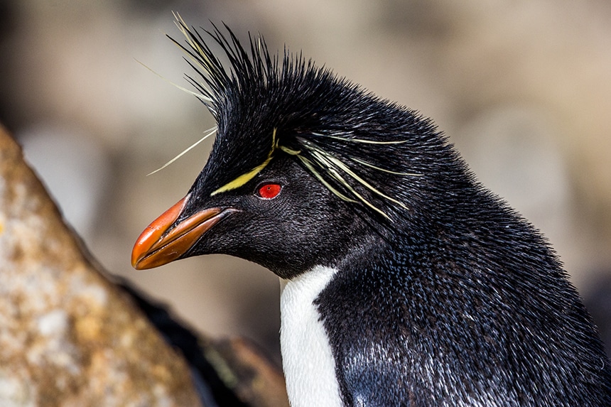 macaroni penguin with orange beak and red eyes seen on South Georgia Island Antarctica
