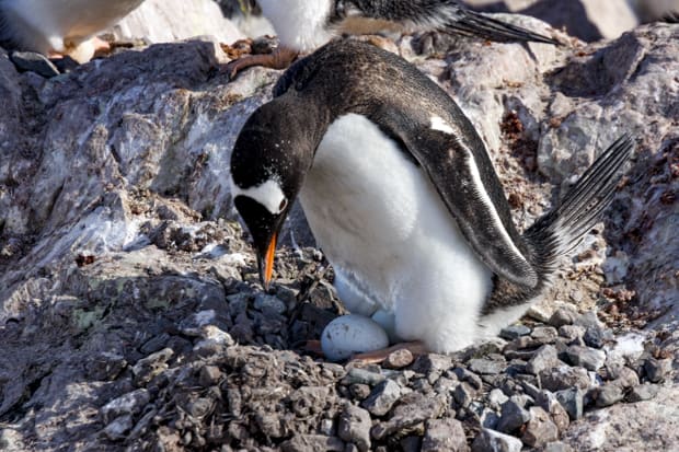 The Antarctic summer sun shines on a penguin nesting its egg on rocks. 