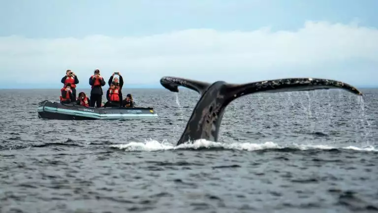 Travelers wearing red life jackets aboard a black inflatable skiff boat, watch and photograph a whale fluke.