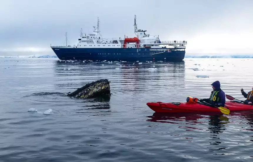 Guests paddling a red double kayak watch a whale breach the polar water in front of them, beyond them a blue and white Antarctic ship floats on the horizon.