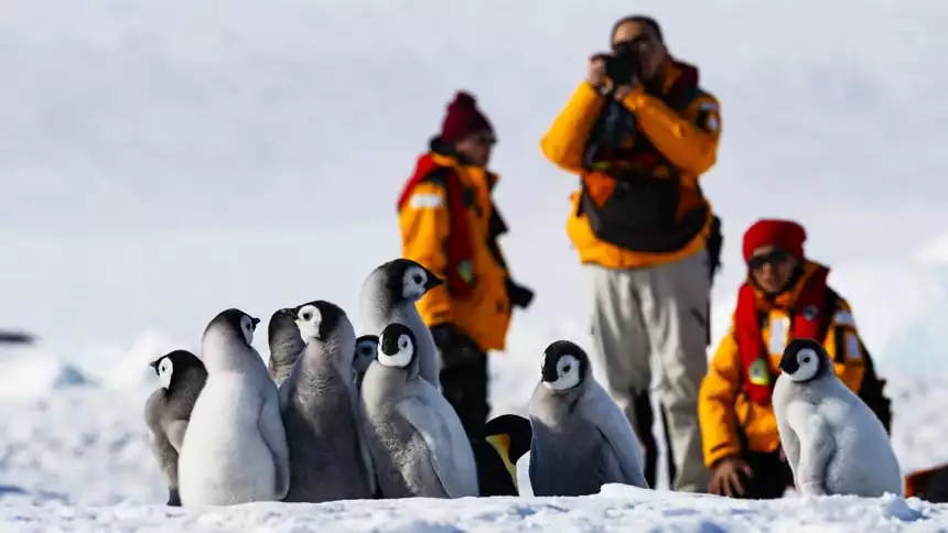 Three Antarctica cruise guests wear yellow parks and take photos of a group of fuzzy grey black and white emperor penguin chicks