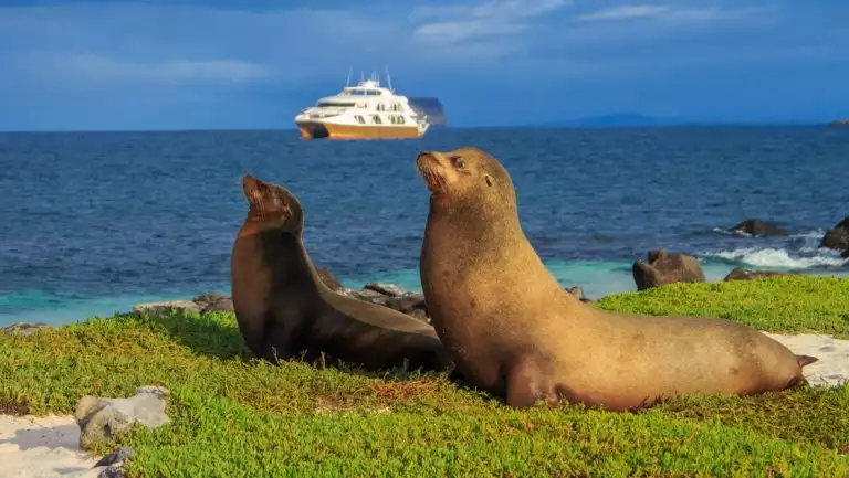 On a blue sunny day the Elite catamaran cruises the horizon while two sea lions sun bathe from the green island shoreline.