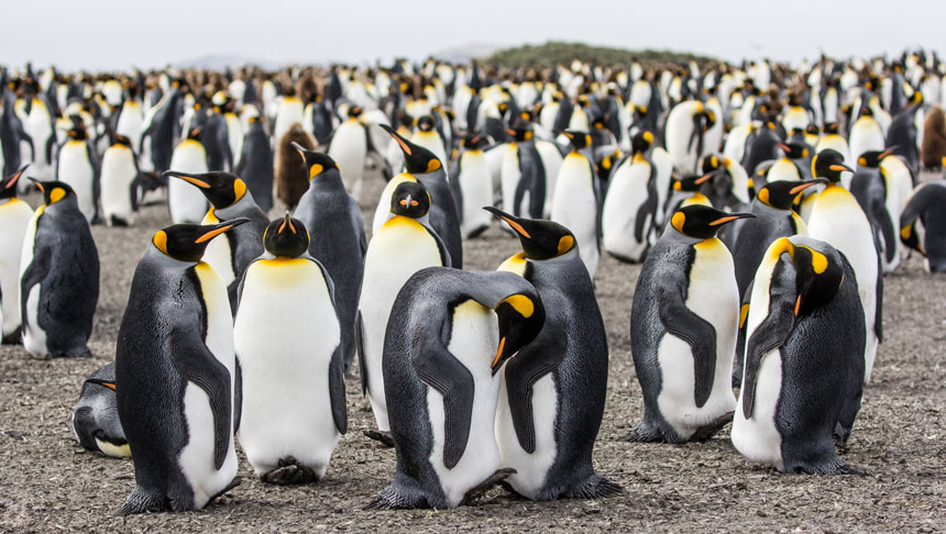 Large colony of king penguins with silver backs, white fronts, & black & orange heads & beaks stands on a rocky beach at Salisbury Plain, South Georgia.
