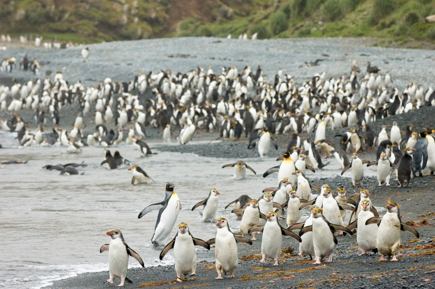 Hundreds of royal penguins with bright yellow eyebrows walk along a pebbled beach with a few king penguins mixed in, at Macquarie Island.