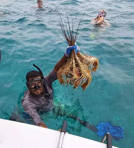 From the water, a man wearing snorkel gear and gloves grabs onto a sailboat while holding a handful of red and orange lobster in the air.