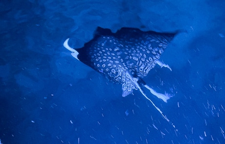 A large spotted eagle ray swims through the ocean at night, lit up by lights from a Belize catamaran