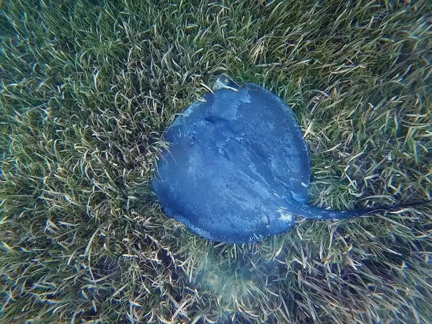 An underwater photo in Belize of a gray blue ray with a long tail swimming on the green grassy sea floor.