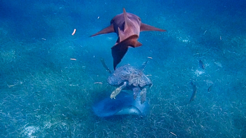 All seen at once, a ray, a sea turtle and a nurse shark swim over each other above the green grassy sea floor of Belize.