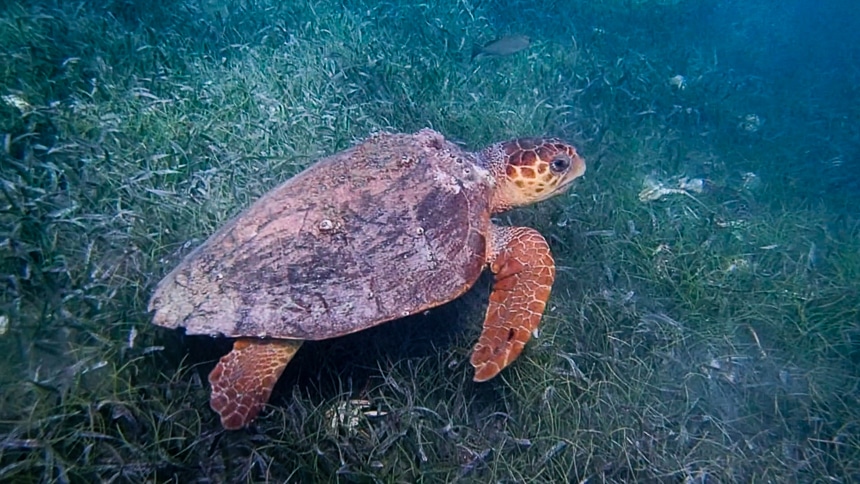 A orange and brown sea turtle swims among green grassy ocean floor in the ocean of Belize.