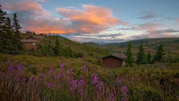 Five cabins amid lupine and grass at Camp Denali lodge in Denali National Park with sunset clouds