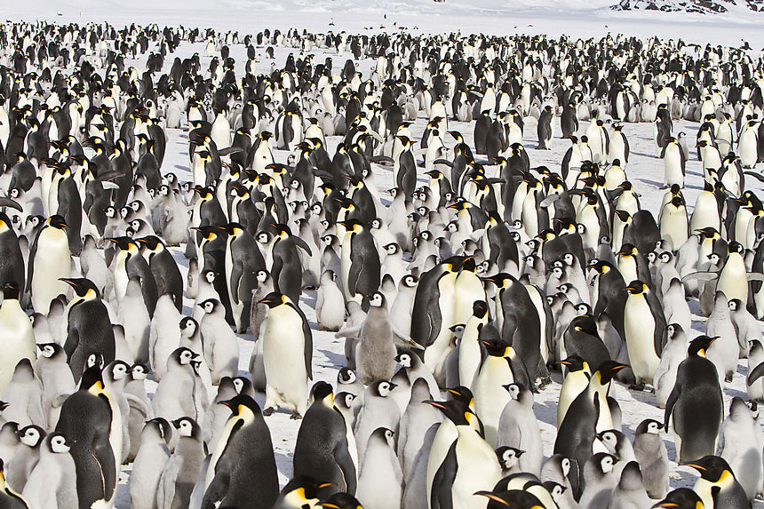 A snow field littered with walking emperor penguins, the adults with white chests & silver back & black heads & the chicks in various shades of gray.