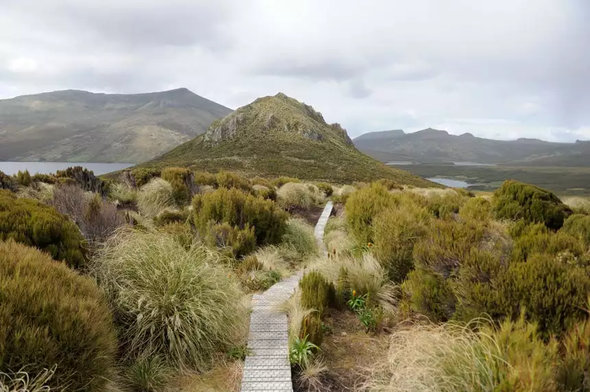 A wooden walkway leads through tall shrubs in various shades of green & beige, leading to a tall summit cone on a cloudy day on Campbell Island, New Zealand.