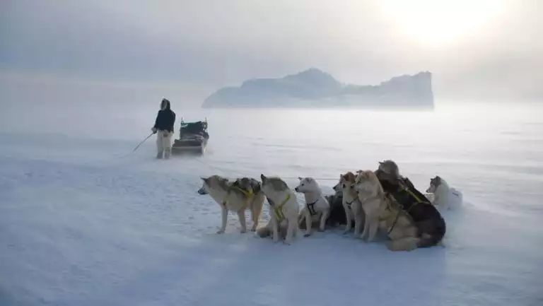 Team of dogsled dogs sits harnessed on the snow & ice with a musher and sled behind, seen on cruises to Iceland and Greenland.