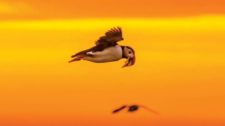 Puffin bird with white body, black wings & orange beak flies with fish in its mouth at sunset on a cruise to Iceland and Greenland.