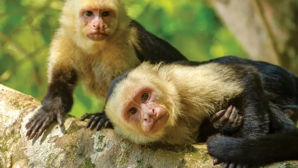A portrait of two small white-faced capuchin monkeys standing on a grey tree branch in Manuel Antonio National Park, Costa Rica.