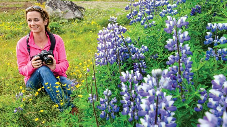 Woman in jeans & pink shirt sits & photographs purple lupin wildflowers in a grassy field on a cruise to Iceland & Greenland.
