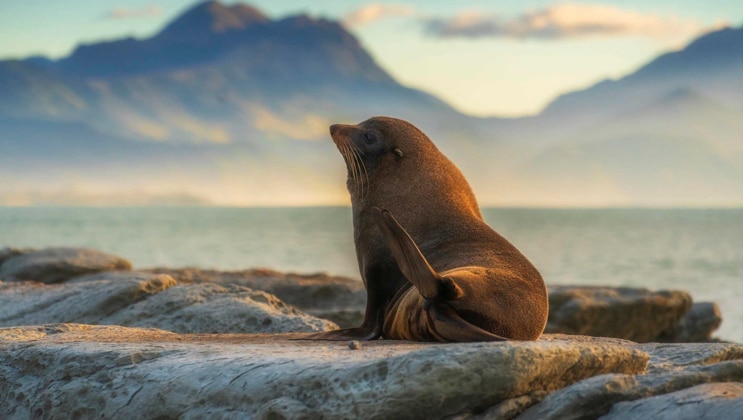 Small brown fur seal sits atop a smooth rock outcrop overlooking calm water at sunset with mountains in the distance.