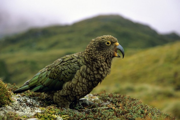 Parrot-looking kea bird with feathers in varied greens sits atop a grassy hillside on a foggy day during the Nat Geo NZ Cruise.