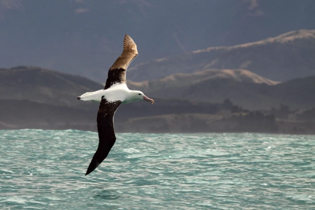 Royal albatross bird with seagull-like head & body but wide brown wings soars above turquoise water with hills in the distance.