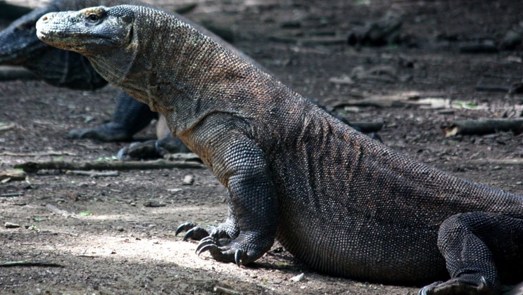 Komodo dragon resembling a large lizard lifts its head to look at the camera on a Nat Geo Indonesia Cruise.