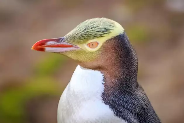 Endemic yellow-eyed penguin seen on departures that include a visit to the sub-Antarctic Islands.
