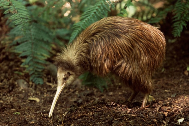 Kiwi bird with shaggy brown feathers points its long white beak at the rainforest floor, seen on the Nat Geo New Zealand Cruise.