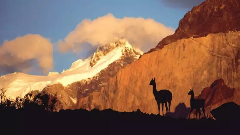 2 shadowy guanacos stand overlooking tall tan mountains with ice-covered peaks behind during a Patagonia to Antarctica cruise.