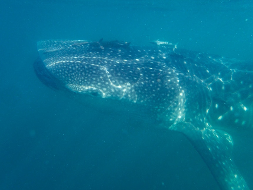 A whale shark swims in Sea of Cortez. It has a flat head above its mouth, its back and sides are gray with white spots and its belly is white.