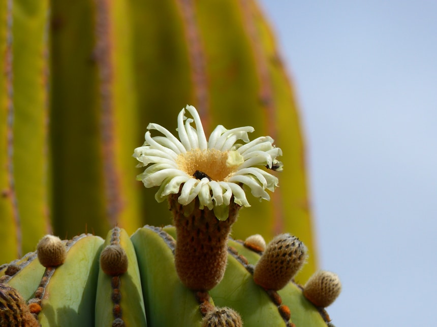 A white petaled flower with yellow center blooms from a green cactus in Baja. 