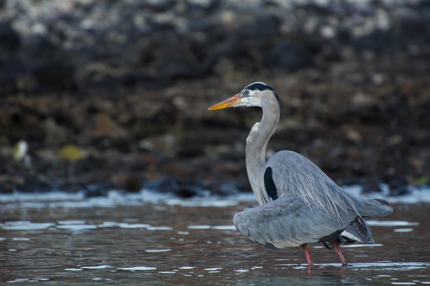 A bird with orange legs and beak, grey black feathers wades through the shore water in Baja. 
