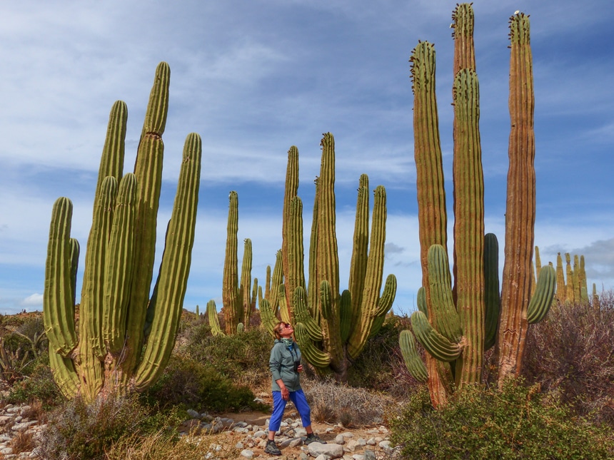 A blue sky day in Baja, a woman stands looking up at the four massive green cactus plants towering over her. 