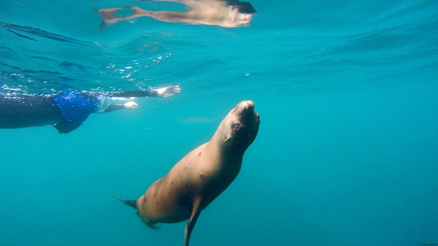 An underwater photo of a brown seal swimming upside down towards the camera as a snorkeler wearing a wetsuit watches from the surface. 