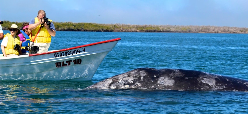 A gray whale with blotchy light grey spots breaks the surface of the blue ocean in Baja as travelers watch and take photos from a boat nearby. 