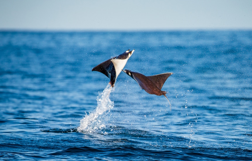 Dark grey Mobula rays with white undersides leap out from the blue ocean water like they are flying. 