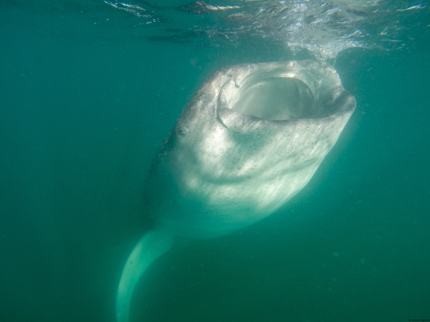 An underwater photo of a large whale shark opening its wide mouth at the waters surface to consume food. 