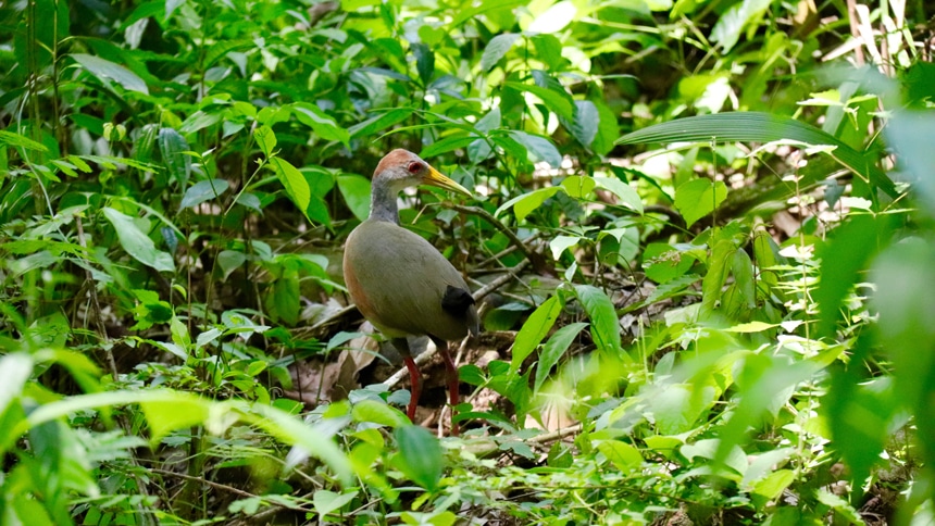 A grey-necked wood rail bird, with a reddish-brown chest, red legs, a greenish-yellow bill, and red eyes, walks among bright green leaves in the mangrove forest floor in Belize. 