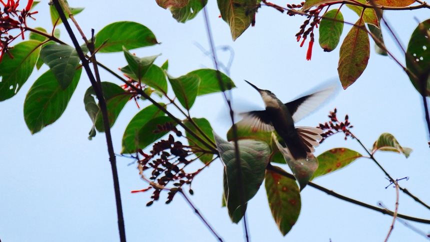 A green hummingbird in Belize hovers amongst leaves and red berries in a tree. 